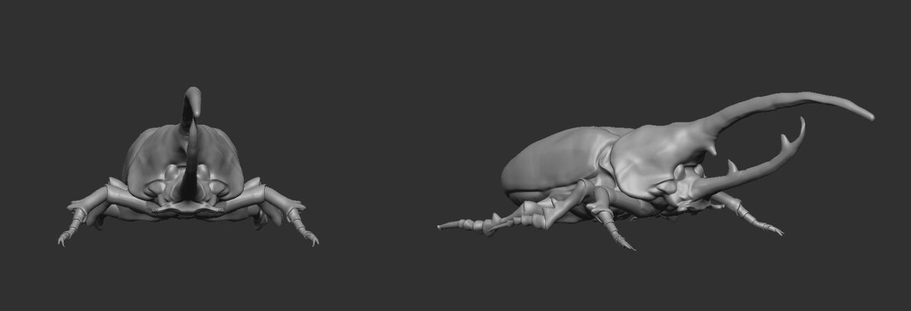 Zbrush beetle